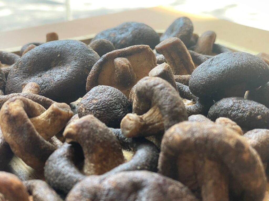 Shiitake Mushroom – فطر شيتاكي