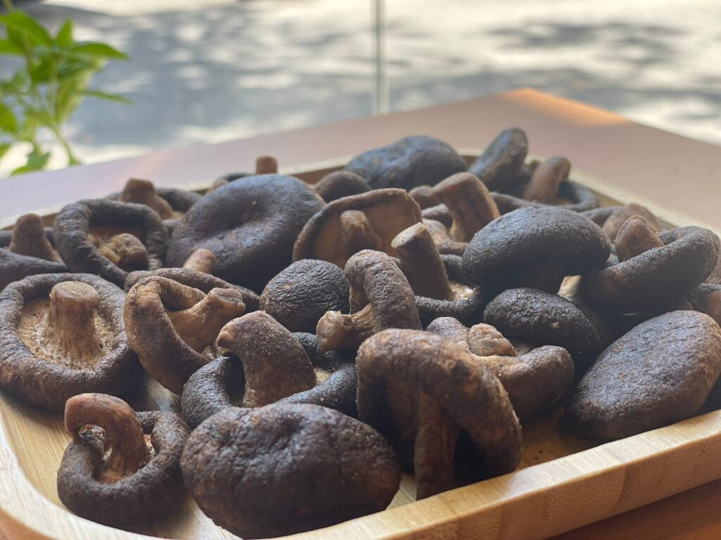 Shiitake Mushroom – فطر شيتاكي