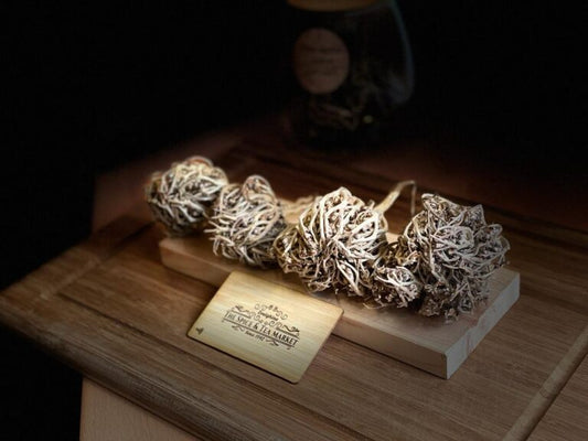 Chaste Tree – كف مريم