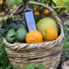 Olive Oil, Organic – زيت زيتون عضوي